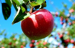 واکنش وزارت جهاد به عرضه سیب آمریکایی در بازار